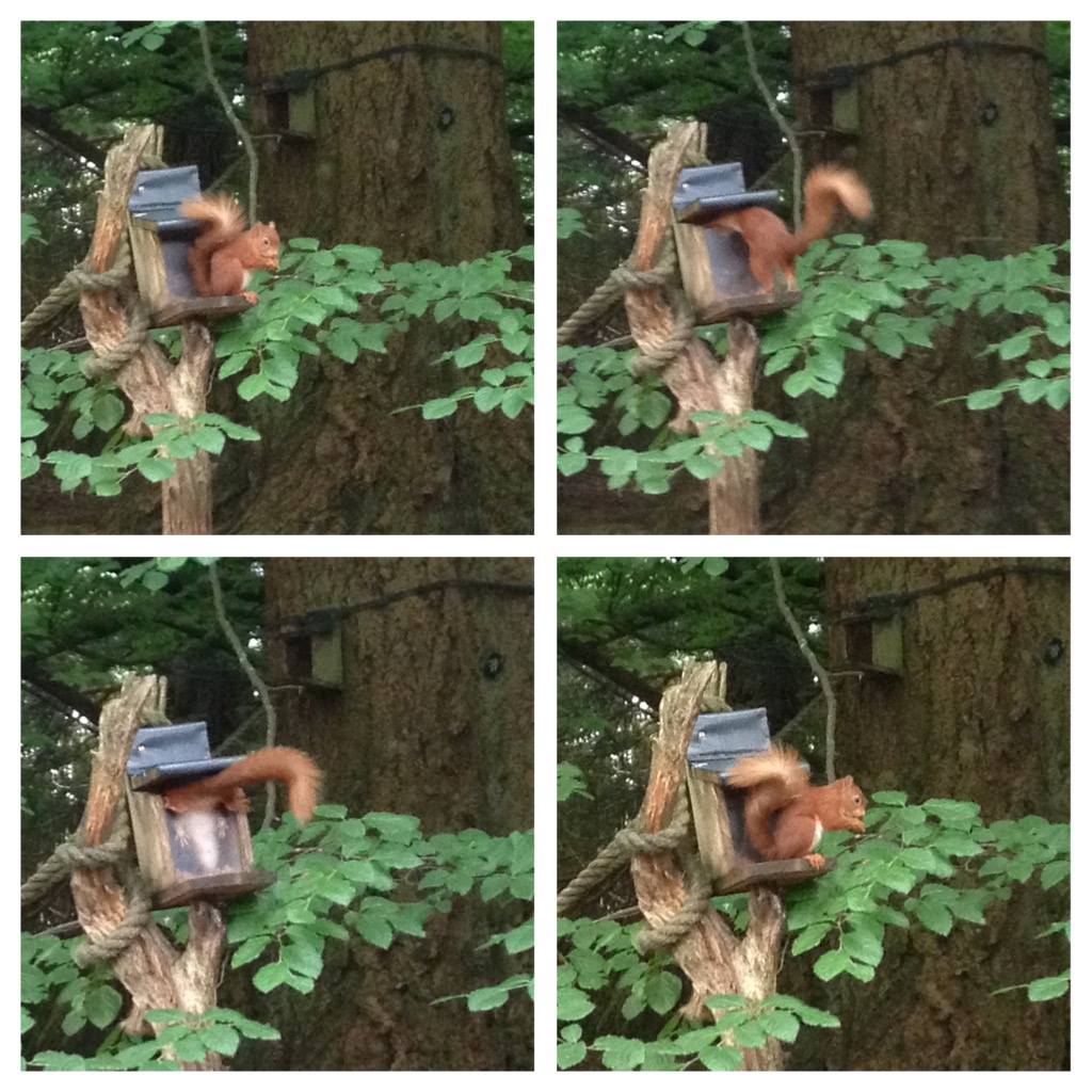Why do we love red squirrels?
We are celebrating National Red Squirrel Week with our favourite images captured <a href="/BenmoreBotGdn/">Benmore Botanic Garden</a> 
If you spot a squirrel between 21st – 27th September Saving Scotland’s Red Squirrels would love to know. scottishsquirrels.org.uk