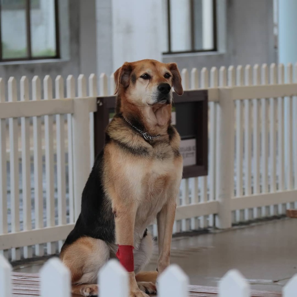 那須どうぶつ王国 ニュージーランドの牧羊犬です