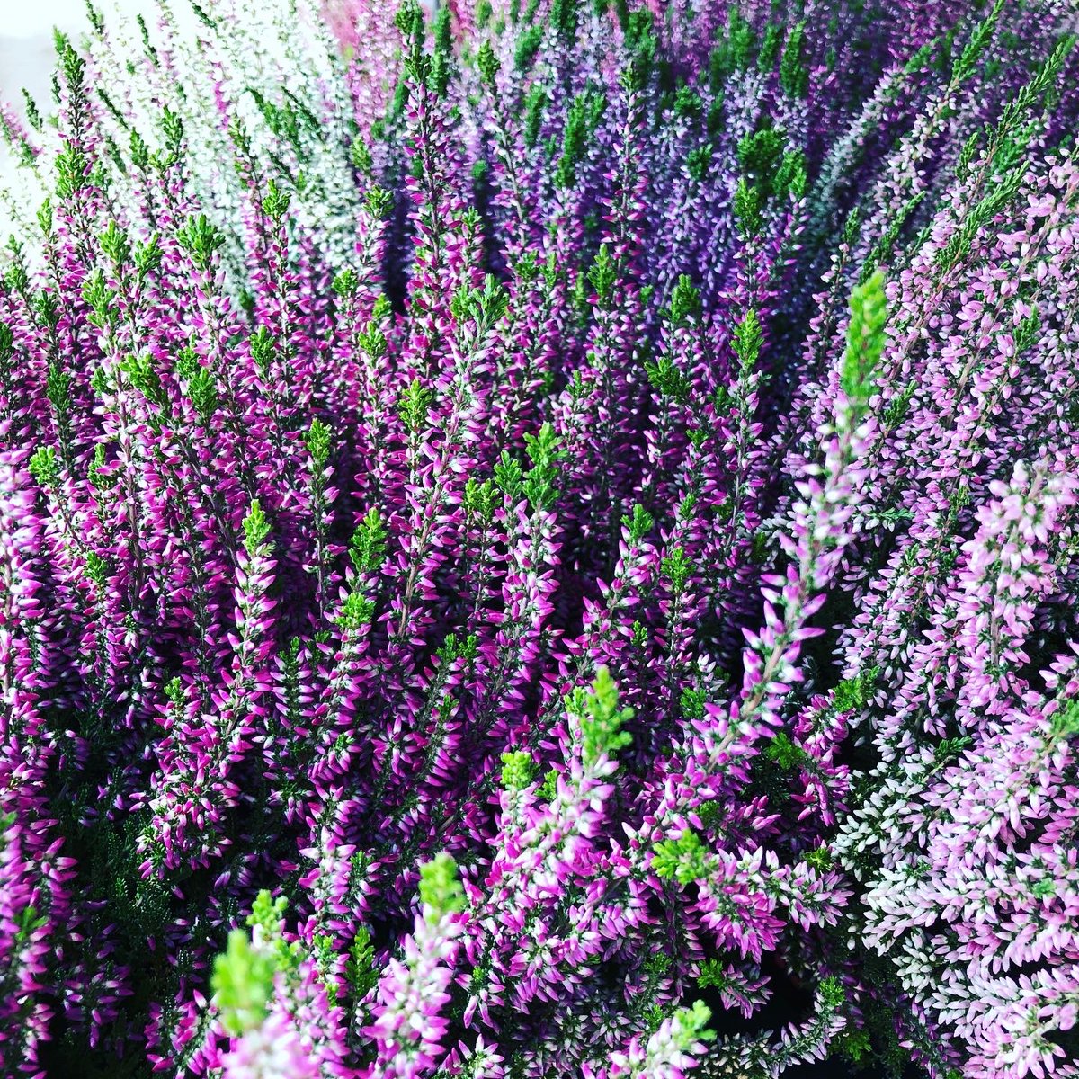 We are feeling Autumnal in Hills HQ the arrival of this gorgeous Heather.. 💜 #hillsplants #autumn