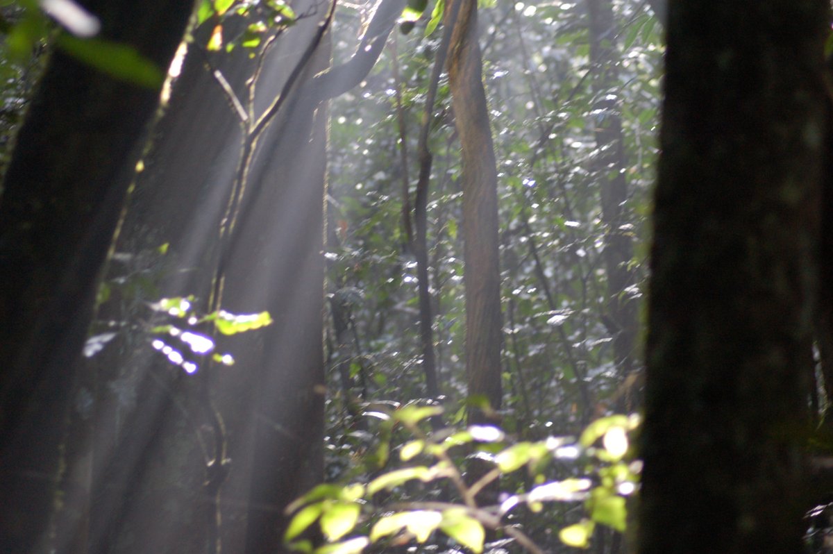 The beauty of morning sunrise in the lush forests of Uganda #nature #safetravel #safeholiday #safetravels #visituganda #kibaleforestnationalpark #safariuganda #tourism
info@cultoursandsafaris.com, https://t.co/NEHx9qEuoP +256 414 660243, +256 775776980 https://t.co/VKTEIbTehS