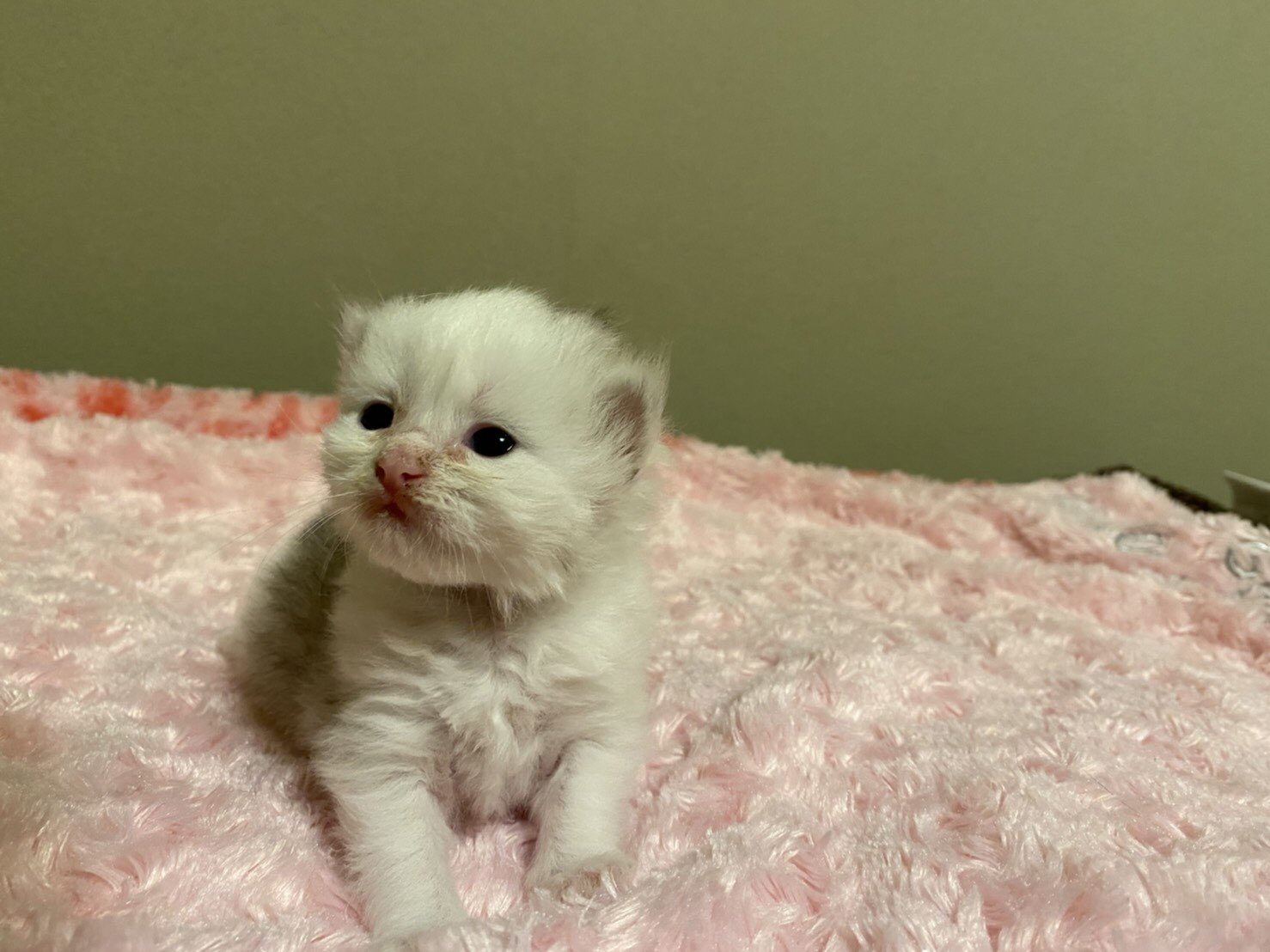 Cattery Sp Mianchi 生まれて2週間 ラガマフィン子猫 09 06 女の子 Sp Mianchiホームページ T Co Balpyswfcc 猫 ねこ 猫ブリーダー 埼玉県 毛呂山町 ラガマフィン ラガマフィンブリーダー ラガマフィン子猫 愛猫 猫好きさん