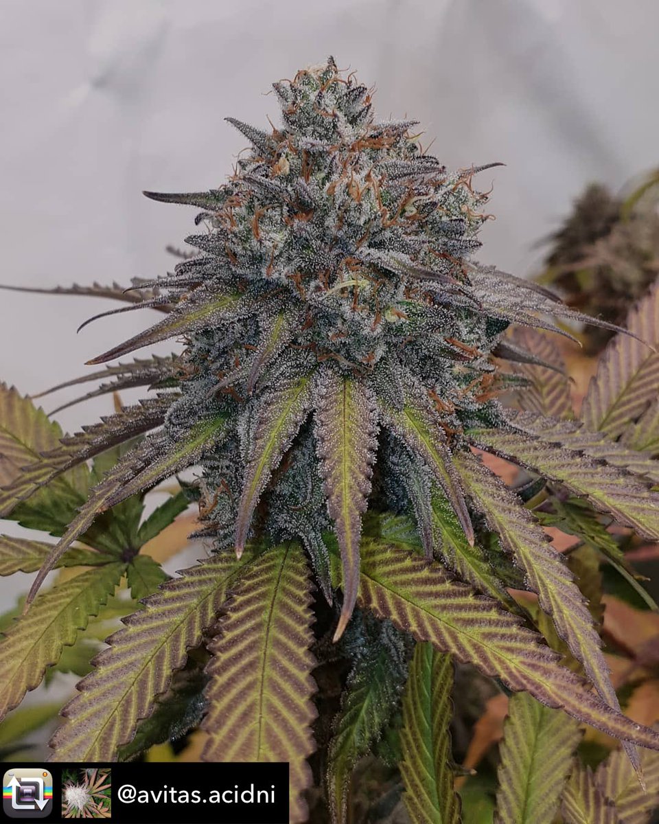 Ripper Seeds (@ripperseeds) on Twitter photo Repost from @avitas.acidni using <a href="/RepostRegramApp/">Wendland Averil</a> - #washingmachine #ripperseed #biobizz #led #bubbakush #exoduscheese #indica #phenohunt #trichomes #thc #purple #growyourown
@ripperseeds Repost from @avitas.acidni using <a href="/RepostRegramApp/">Wendland Averil</a> - #washingmachine #ripperseed #biobizz #led #bubbakush #exoduscheese #indica #phenohunt #trichomes #thc #purple #growyourown
@ripperseeds