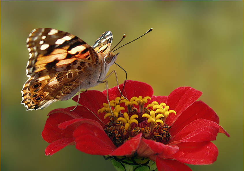 🌅Уже с самого утра светит солнце! Бабье лето радует нас чудесными деньками!🍂 👍 Самое время вдохновляться на новые дела! ☝️Хорошего и плодотворного рабочего дня вам, друзья!🌠 С добрым утром!🌞

#гоИстра #сдобрымутром #Истринскаяосень #ялюблюИстру