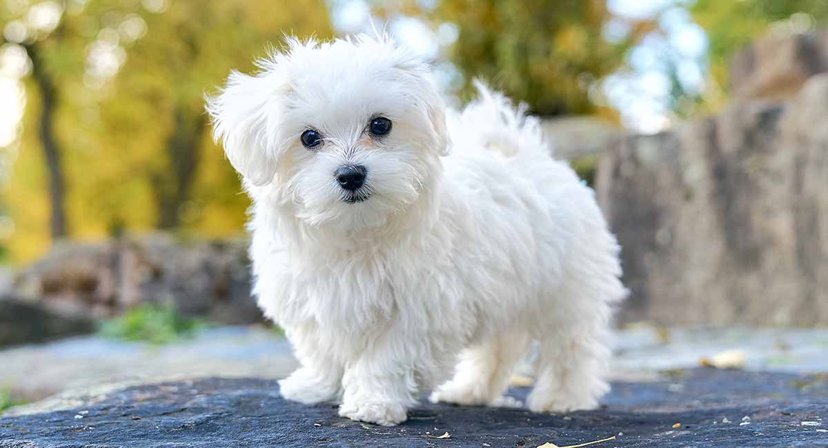 Havanese vs. Maltese