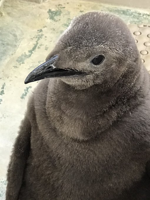 ペンギンヒナのtwitterイラスト検索結果 ペンギンヒナのtwitterイラスト検索結果