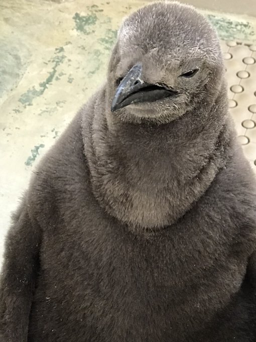 ペンギンヒナのtwitterイラスト検索結果 ペンギンヒナのtwitterイラスト検索結果