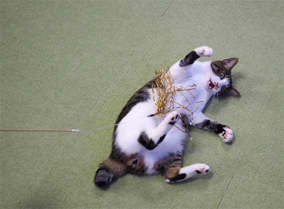 フェリシモ猫部 على تويتر 保護猫カフェ たまゆら様 ねこせんせいのさくらねこブログ 保護猫カフェ たまゆら様に行ってきました おもちゃで遊ぶ猫さん このシャカシャカ音がするのが好きみたいです これだけ人馴れしているとすぐに里親さんが見つかるかもしれ