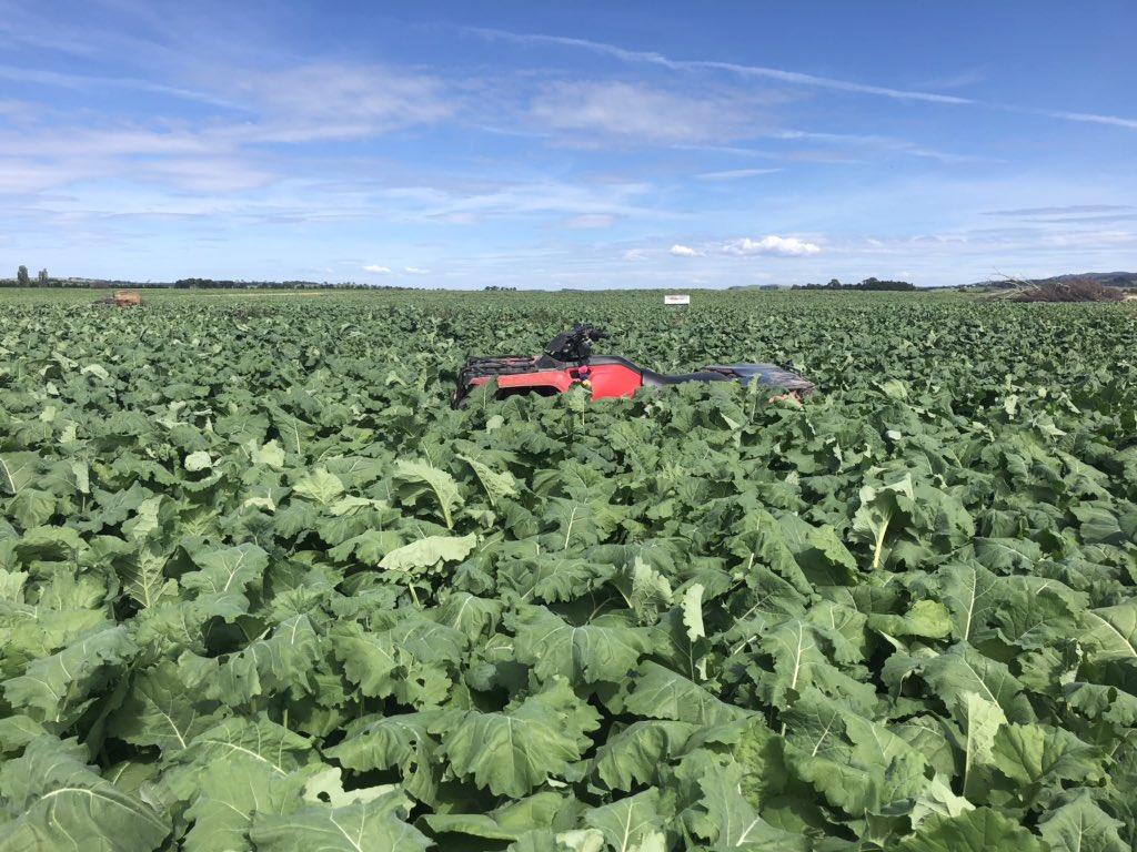 MclennanAustin's tweet photo. @UMSeeds Couldn’t be happier with the result I got last season. Photo taken in March after February rain. Couldn’t believe it survived the summer. https://t.co/v31O9puhBs