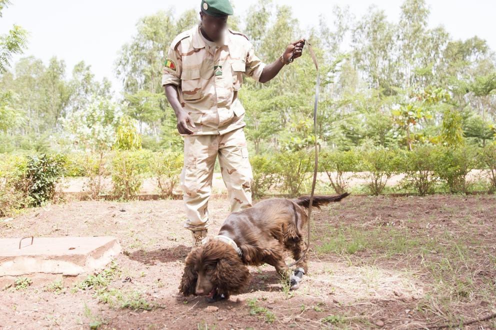 VisscherWesley's tweet photo. Rest In Peace K9 Mitch . We will miss you . Wildlife detection dog Mitch have served ln Mali ๐ฒ๐ฑ and central Africa . He have found wapens and pangolin scales during anti wildlife trafficking operations. @DogsScent #IWT #wildlifetrafficking #wildlife #wildlifetrafficking #k9herro https://t.co/PcjNzZPKw6