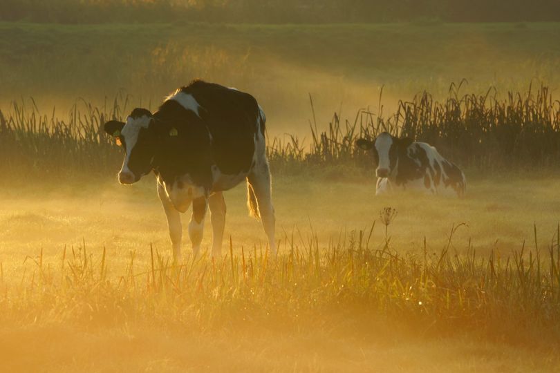 CheeseValley tweet media