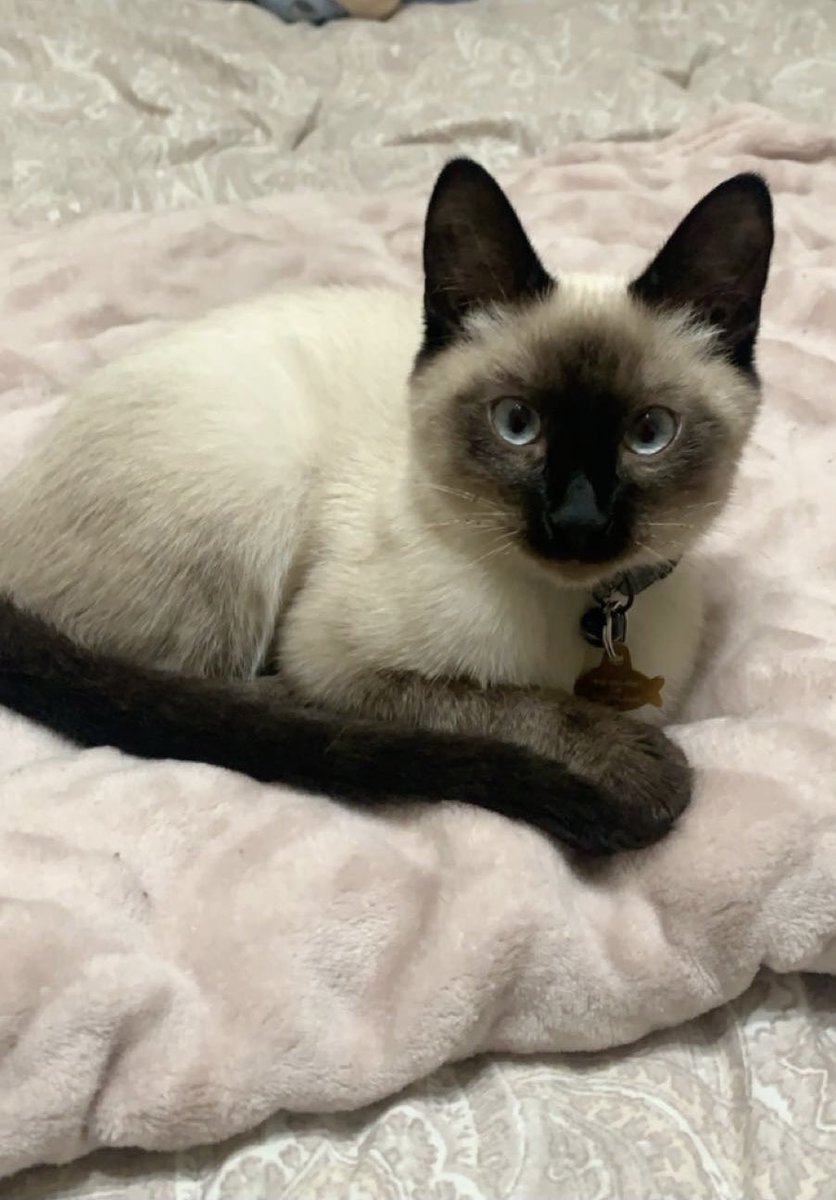 sharp_tessa's tweet photo. meet Jonas 💜 https://t.co/7eK6u3IhS0