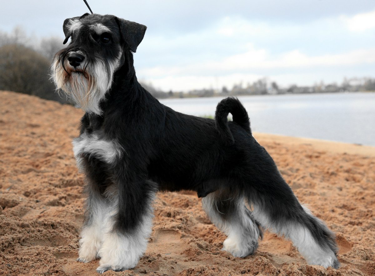 Miniature Schnauzers vs. Newfoundlands