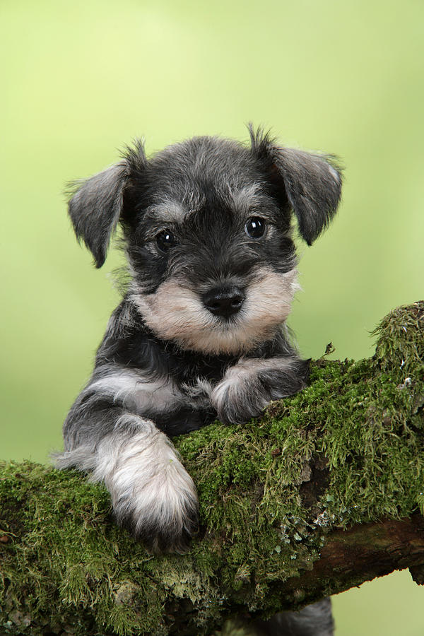 Miniature Schnauzers vs. Newfoundlands