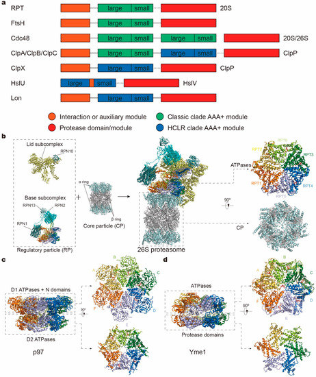 Biomol_MDPI's tweet photo. #HighlyAccessedPaper
Welcome to read "#AAA+ ATPases in #ProteinDegradation: Structures, Functions and Mechanisms" by Shuwen Zhang and Youdong Mao. @PKU1898  @harvardmed 

👉https://t.co/6aiQ8hfKlt

#SubstrateTranslocation #26SProteasome #Cdc48/P97 #MitochondrialProtease https://t.co/Pu0vegqYlr