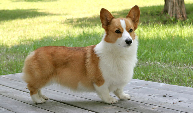 Papillons vs. Pembroke Welsh Corgis