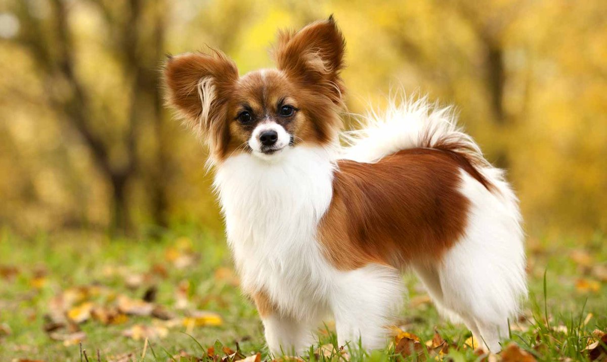 Papillons vs. Pembroke Welsh Corgis