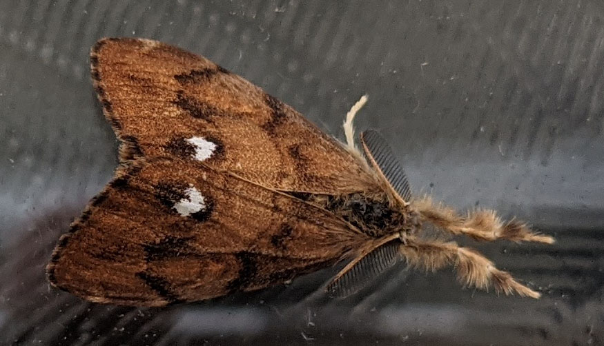 asdes_UK's tweet photo. Found a lovely male #vapourermoth on my front door today. Amazing sexual dimorphism @savebutterflies https://t.co/xHK5khOIKI