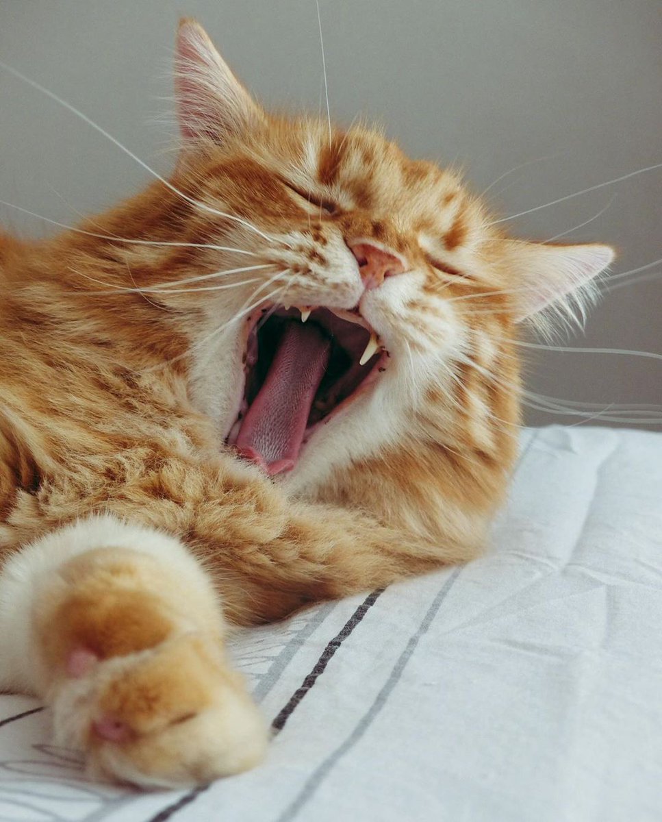 CroquetteLand's tweet photo. Mood du dimanche 🥱😴.  #cats
#CatsOnTwitter #catsofinstagram

Source : calitheredcat https://t.co/hOMWtrJQHL