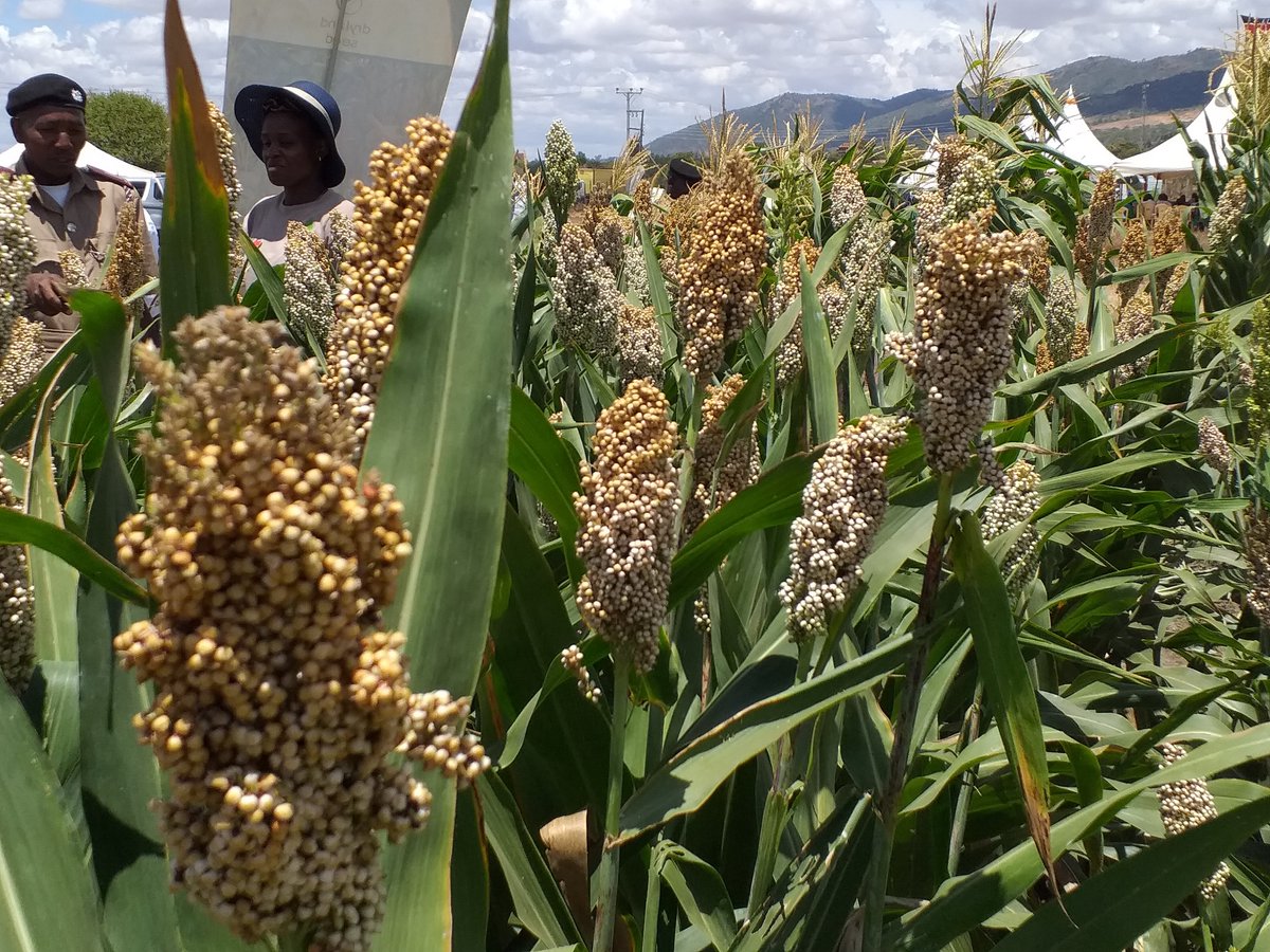 What are the benefits of planting certified seed?a farmer  gets guaranteed quality assurance;certified seed offers better deals in crop insurance and/or financing of the crop; traceability of certified seed is easy; in certified seed a farmer gets access to premium market(s);