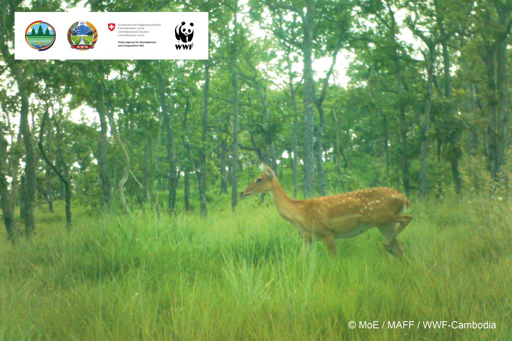 4 Eld’s #deers (Rucervus eldii) were photographed for the first time in five years by camera traps that were placed in WWF’s supported Sambor Wildlife Sanctuary located in Mekong Flooded Forest Landscape. The species is listed as Endangered in Forestry Law and on IUCN’s red list.