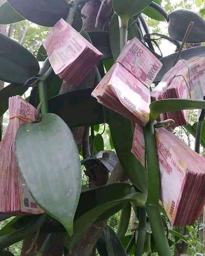 ando_lan's tweet photo. Ini jenis vanilli apa Mas @PakTaniMuda ?
Buahnha kok beda.

#banggabertani
#vanilla #vanilli #vanille https://t.co/tuyvpCKYLq