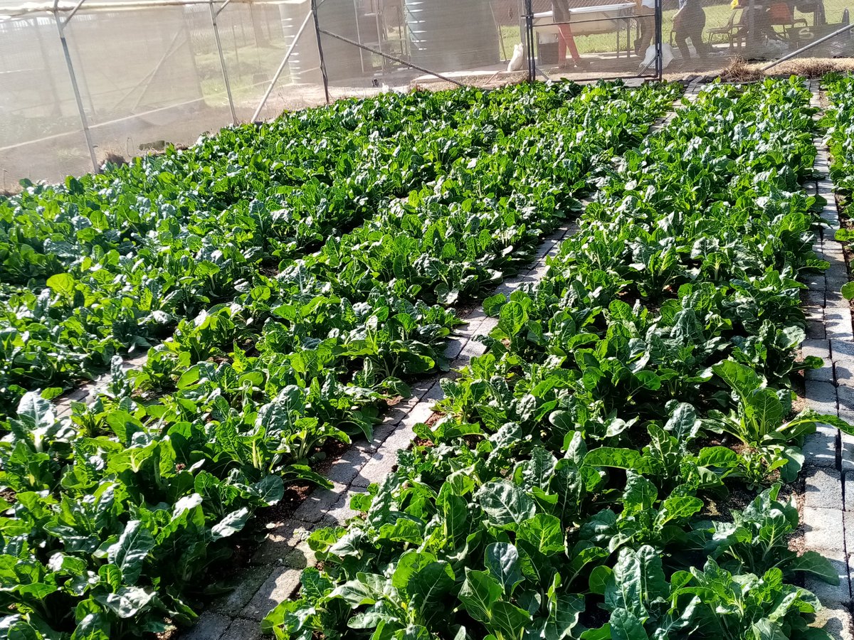 sgqiva's tweet photo. You remember growing up eating Pap and Spinach you would say you want meat, little did you know that Spinach is the most healthy vegetable, as you prepare your Heritage Health Feast don't forget to add Spinach Salad it is more healthy when eaten raw.

Happy Heritage Day https://t.co/RXUbWrV19l
