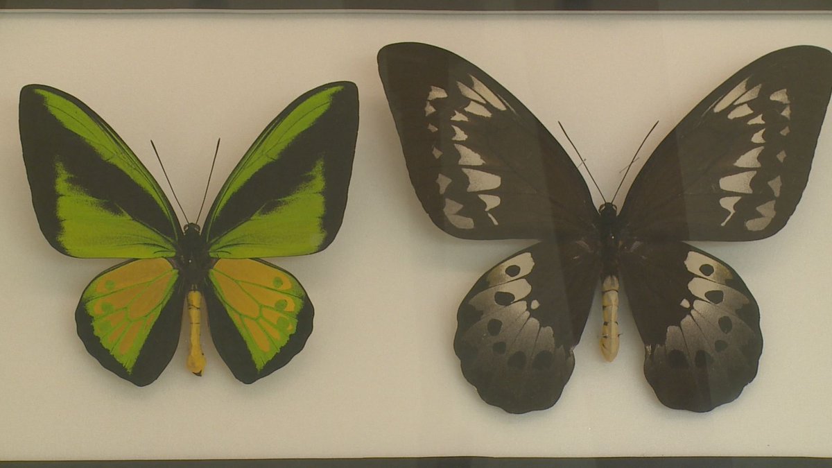 大垣ケーブルテレビ 大垣市スイトピアセンターで開催中の 昆虫展 世界中から集められた二千点の標本が並びます 世界１大きい蝶に 世界１美しいニジイロクワガタ でも一番興味をそそられたのは 明日25日のデイリーｕｐでご紹介します