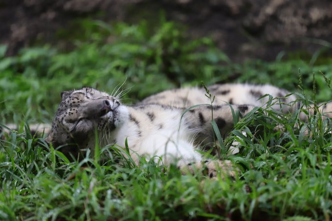 귤자 さん がハッシュタグ 多摩動物公園 をつけたツイート一覧 1 Whotwi グラフィカルtwitter分析 귤자 さん がハッシュタグ 多摩動物公園 をつけたツイート一覧 1 Whotwi グラフィカルtwitter分析