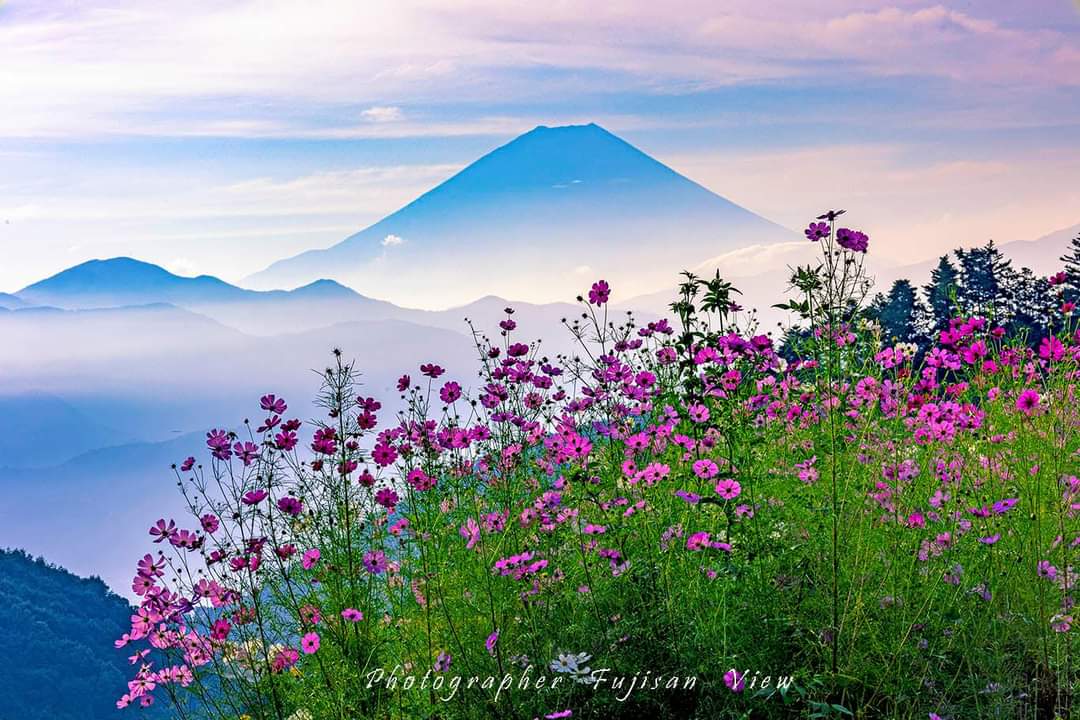 Fujisanview コスモスの花と富士山 Photo 09 22 富士山 コスモス