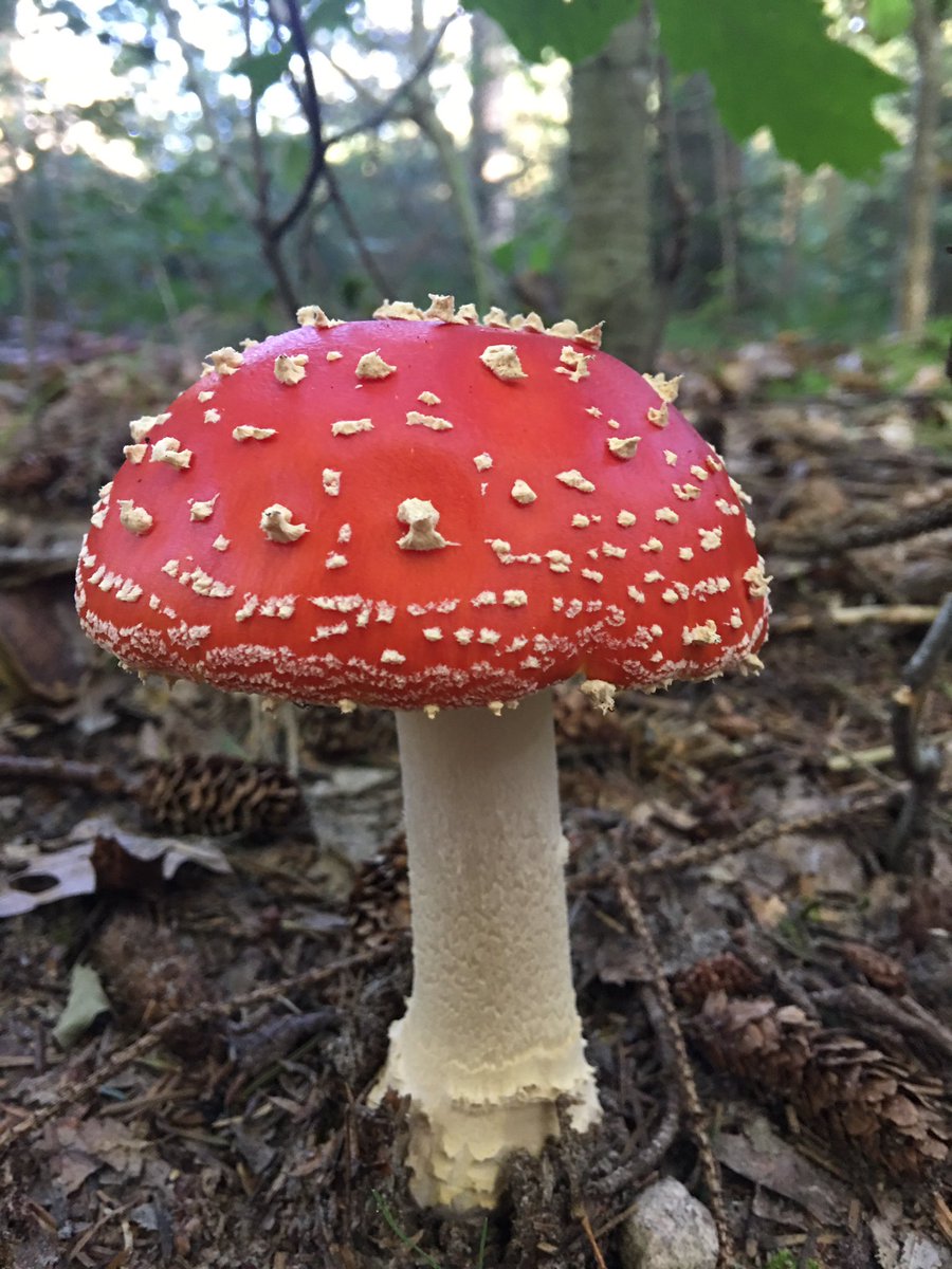 Nu nog de kabouters #drentsfriesewold@drenthe