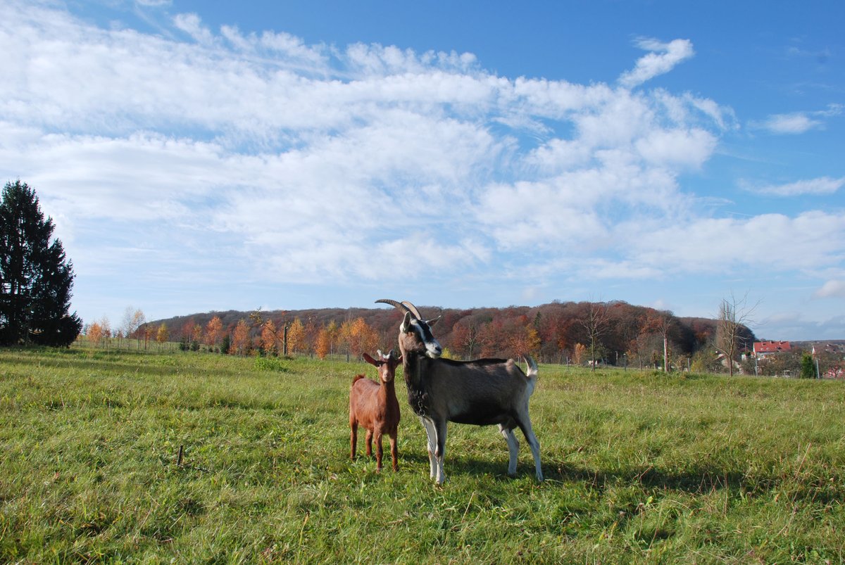 Algunos de los objetivos del proyecto LLCMilk:

🔄 Reproducir prácticas de baja emisión
🐐 Crear una nueva cadena de valor de bajo carbono
🇪🇺 Validar el producto en el mercado #europeo
♻️ Reducir las emisiones de #GEI
🏞 Contribuir con leyes de mitigación del #cambioclimático