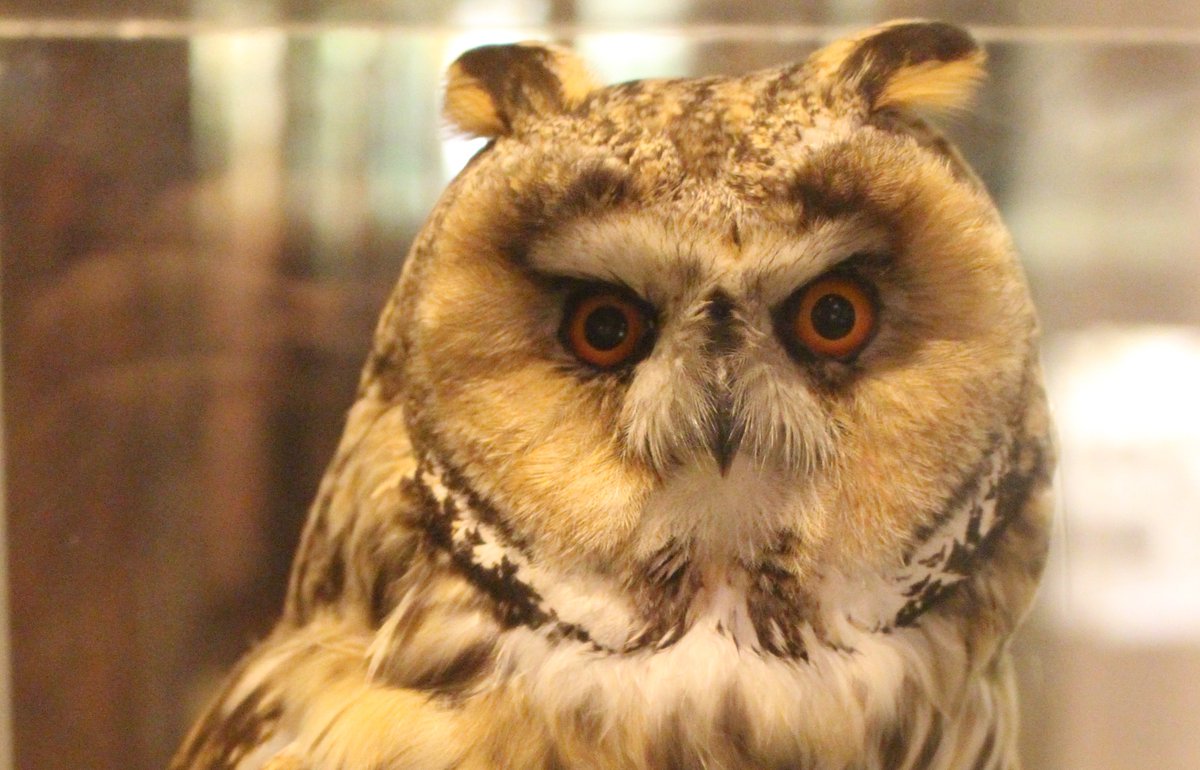 The  @PotteriesMuseum opening times will be Mon to Sat, 10am-5pm and Sun 11am-4pm. Visits will be a recommended two hours. And our fantastic, friendly staff will be on hand to help with any questions you may have - such as what's this owl doing among the collections? 