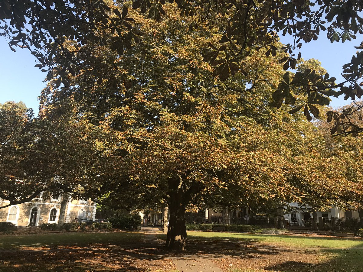 TessRush's tweet photo. Popped into work earlier this week and realised just how much I missed the walk in 💚 @leicestermuseum #newwalk #museumsquare https://t.co/lDSzajzcpT