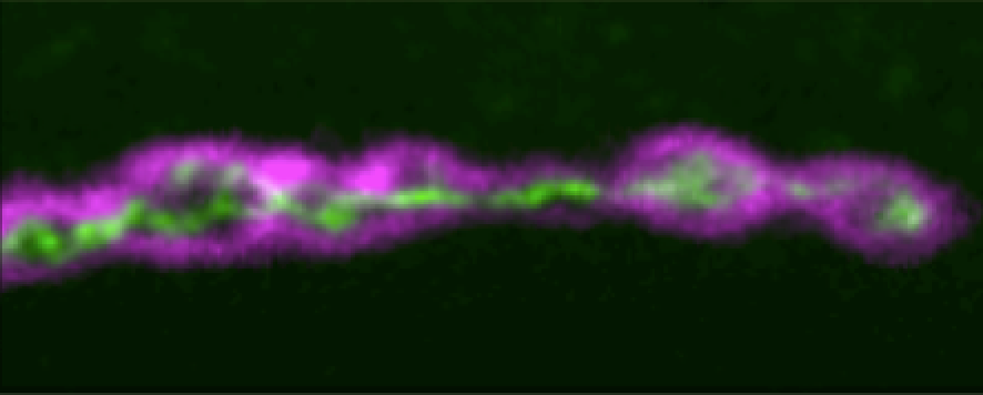 I’ve a postdoc position available, on physiological consequences of altered ER architecture, in neurons of Drosophila mutant for Spastic Paraplegia genes. Funded for ~16 months, maybe a few more if no-cost COVID extension approved. Info &amp; apply here: jobs.cam.ac.uk/job/27074/