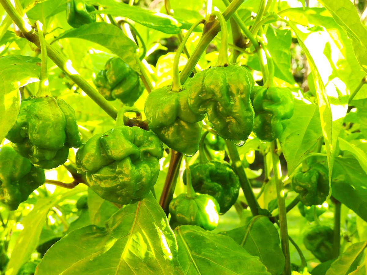 grayum's tweet image. Looking for super hot chilli recipes. I seem to have lots.