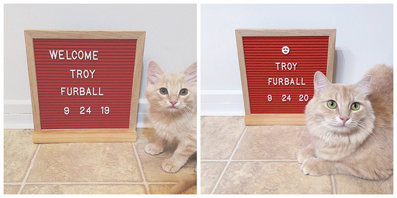 teddythefold's tweet image. It’s Troy’s adoptaversary! Let’s play “Spot The Difference” 😊

#CatsOfTwitter #kitten