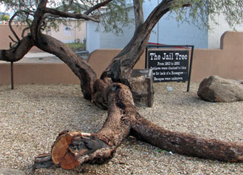 If you were an outlaw in the late 1800s, you might’ve found yourself chained to this tree in Wickenburg. 🧐  ow.ly/P8Lv50BveN6