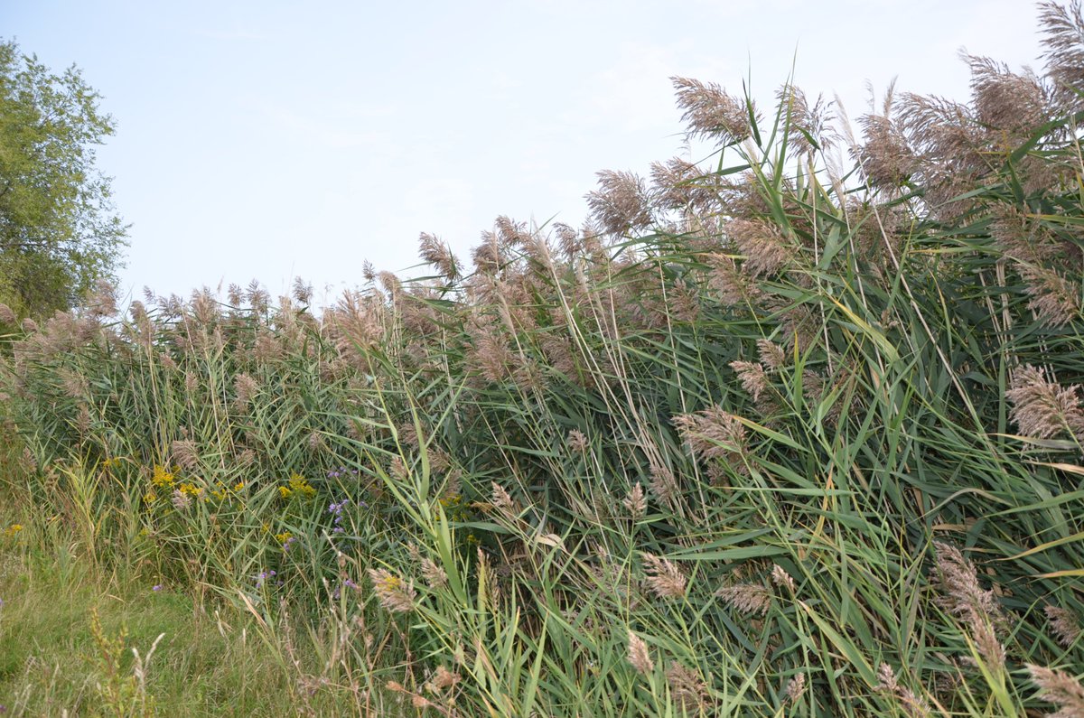 Dried grasses are commonly used as fall decoration, but be aware that some may be invasive. Invasive phragmites (Phragmites australis subsp. australis) is easily spread by seeds that fall from their large seed heads with a little bit of movement.
