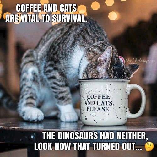 #Coffee, #Cats and pants...where are my pants..ohh.. I’m wearing them.. my mind..MY MIND..
OHOh.. we have a runner...

#Purrsday day 180 of coronacation I’ve done lost my mind..