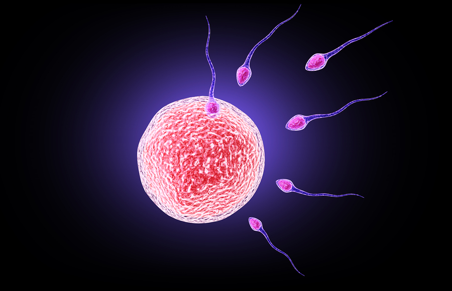 Implantacion ovulo fecundado