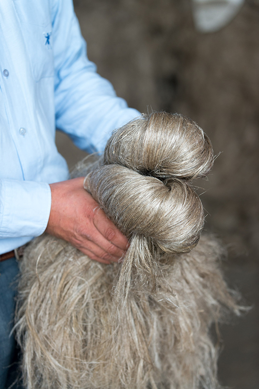 Vers une 1ère mise en production avec @CELC_FlaxHemp Solutions #diagnosticoptique et #IA pour enrichir les connaissances de l'ensemble de la filière sur la description organoleptique du lin, fibre naturelle. Test en labo et sur lignes de teillage
rd-vision.com/articles/quali…