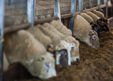 teagasc's tweet photo. Late pregnancy and early lactation is the most traumatic time during the year for pregnant ewes. Inadequate nutritional management at this time increases labour requirement and lamb mortality. Tim Keady has more information https://t.co/ri1SNADyFW #VirtualSheepWeek https://t.co/NqxiuESqV3