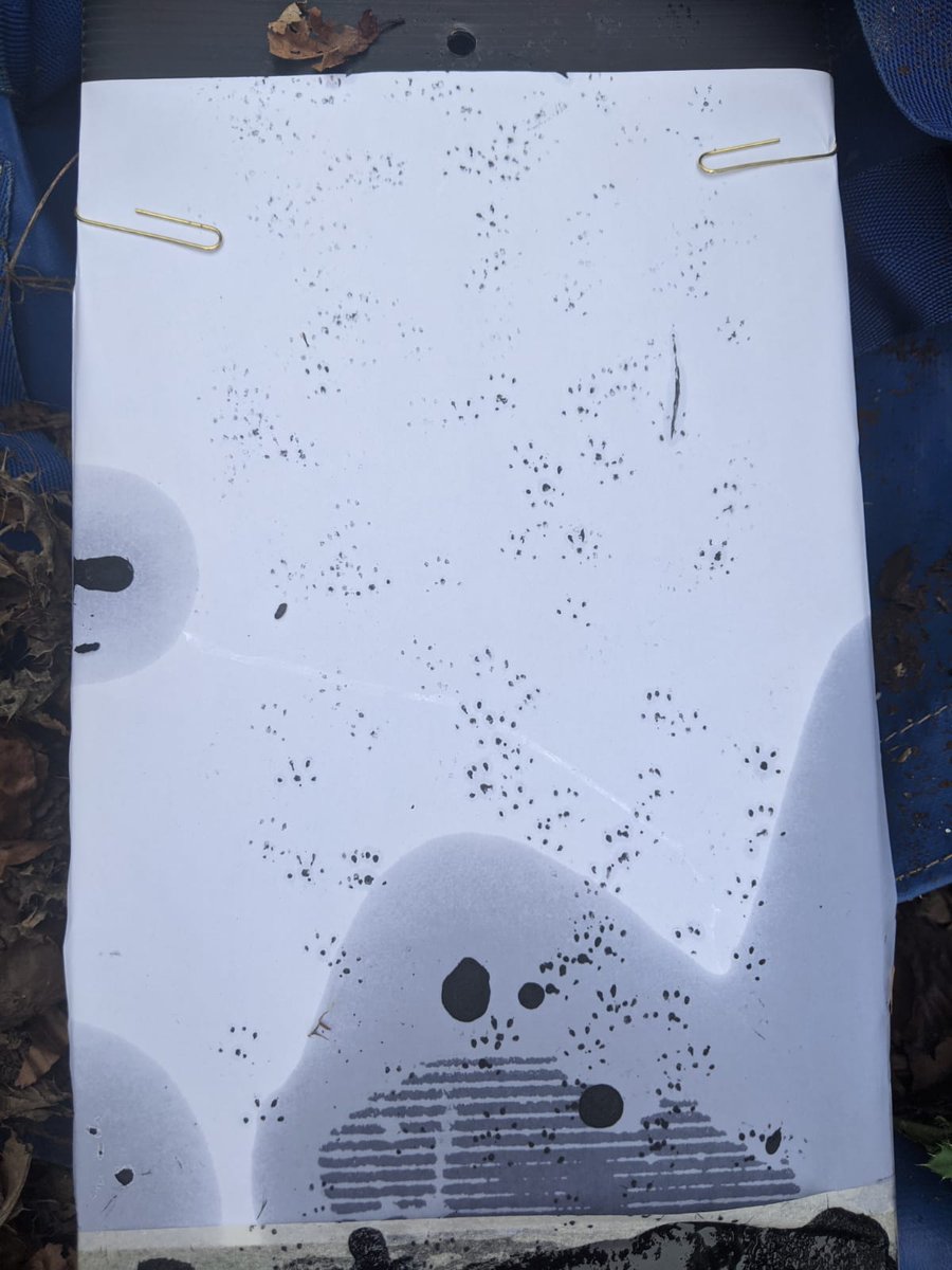 UoS_Hedgehog's tweet photo. Footprint tunnel results!
Sadly we have not found any hedgehog prints yet, but we have seen rat, mouse and badger prints. A few more days left to go! https://t.co/Fa923M9zBF