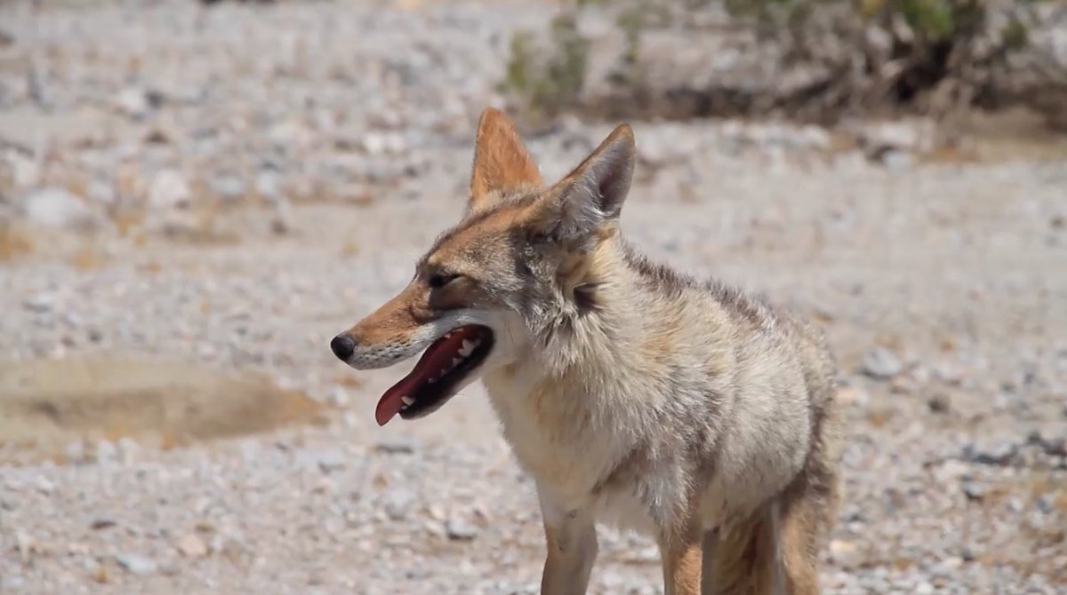 CSS Animal Tales tweet media