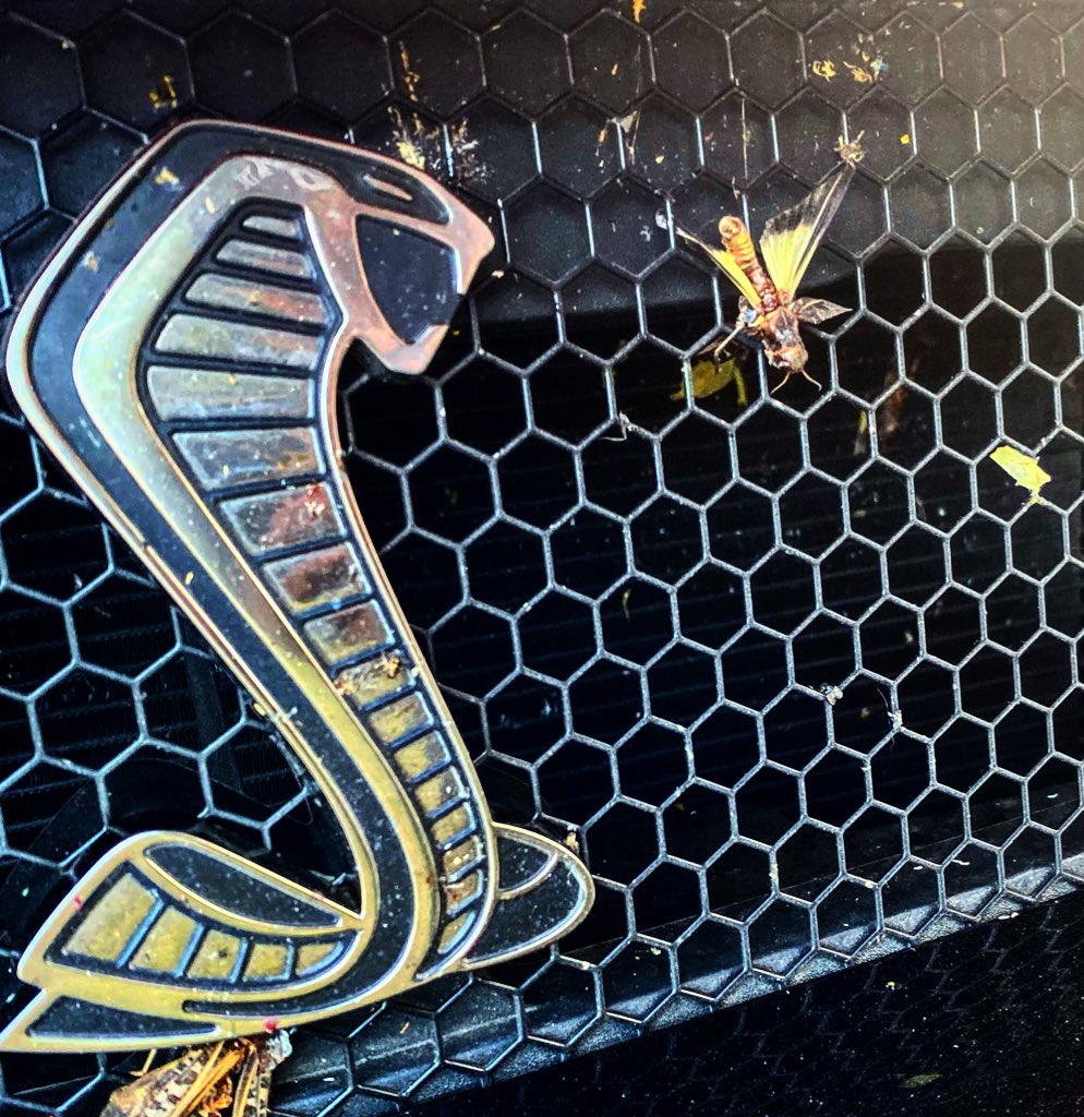frankymostro's tweet photo. La cobra botaneando
#bashilando #GT500 https://t.co/UORBan497C