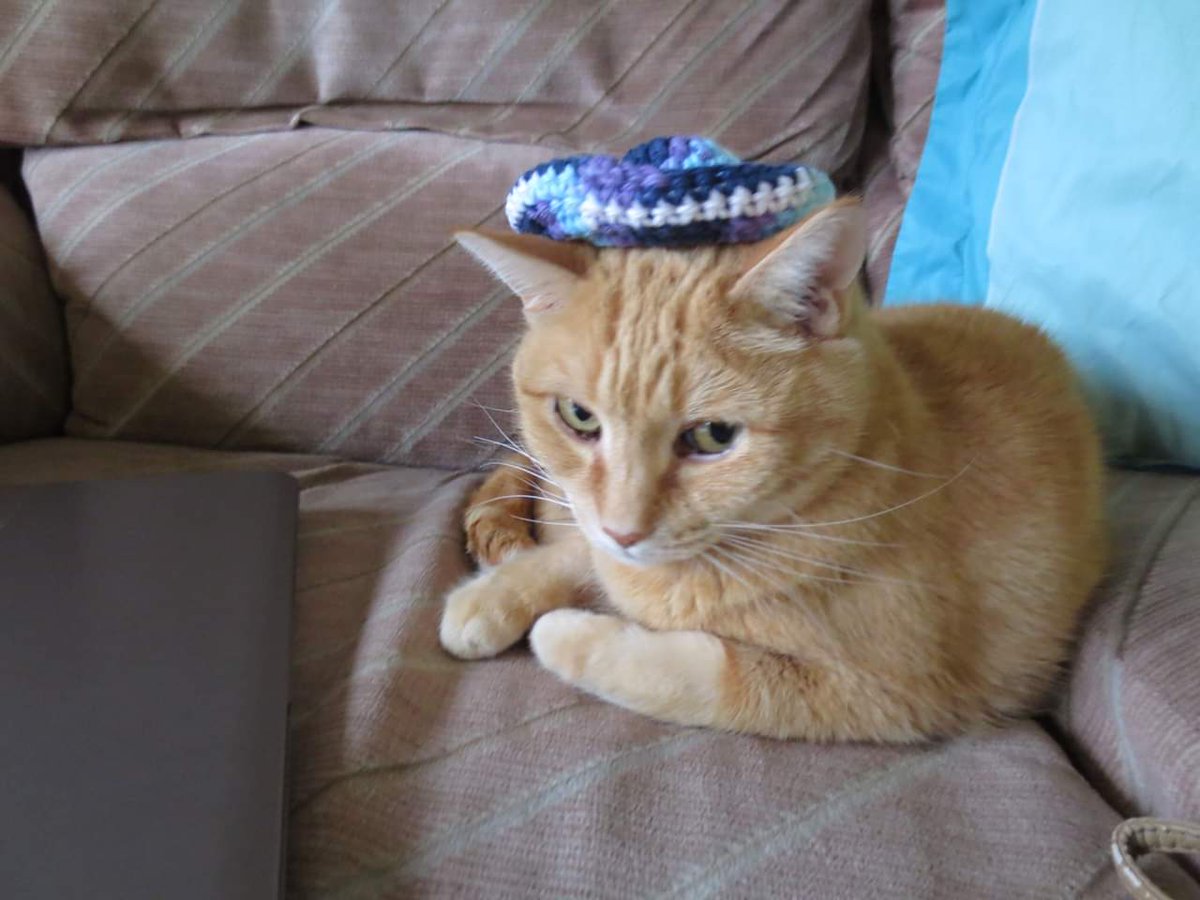 TL;DR – take your pet to the vet, if you have a vet friend be respectful and reasonable in your interactions, and know that every single veterinary clinic is currently stretched incredibly thin.Cat picture for making it to the end (Sloane in a cat sombrero)