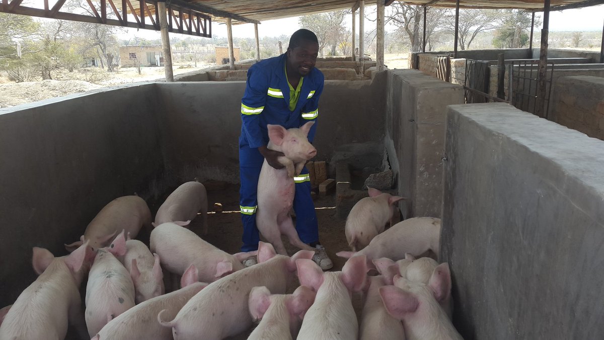 umzamocapital's tweet photo. Pig farm in Mzimuni, Gwanda, Zimbabwe
#Mzimuni #Gwanda #Zimbabwe #ZimLocal https://t.co/wYDN3nuWK2