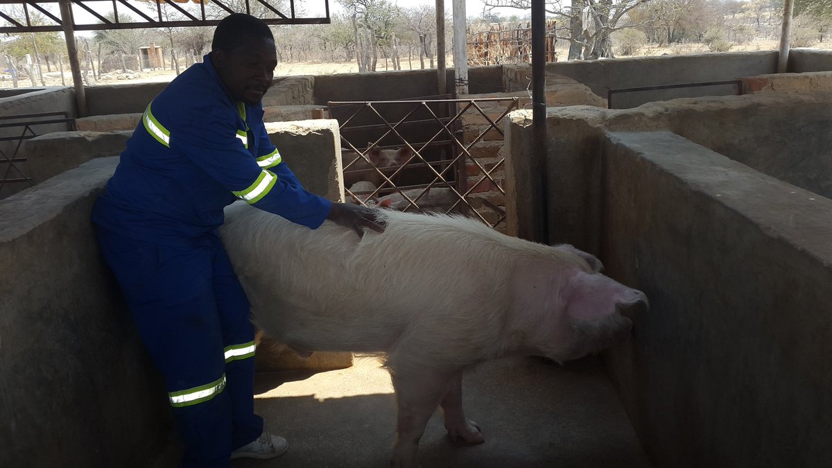 umzamocapital's tweet photo. Pig farm in Mzimuni, Gwanda, Zimbabwe
#Mzimuni #Gwanda #Zimbabwe #ZimLocal https://t.co/wYDN3nuWK2