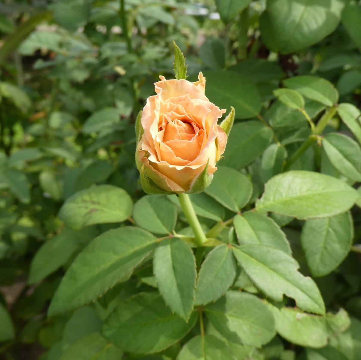 使者 神代植物公園 続 薔薇 薪能 日本 ルージュ ロワイヤル フランス パローレ ドイツ 芳純 日本 1981 宝石は泥にまみれても本質は変わることなく美しく 埃はいくら上に上がっても依然としてつまらない サーディー 使者 神代植物公園 続 薔薇 薪能 日本 ルージュ ロワイヤル フランス パローレ ドイツ 芳純 日本 1981 宝石は泥にまみれても本質は変わることなく美しく 埃はいくら上に上がっても依然としてつまらない サーディー