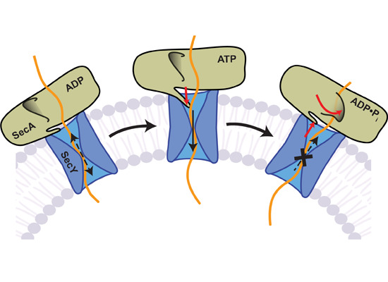 Congrats to our former PhD student, Marco Catipovic (now at <a href="/GreenLabJHMI/">Green Lab</a>), on his paper in <a href="/emboreports/">EMBO Reports</a>: "Protease protection assays show polypeptide movement into the SecY channel by power strokes of the SecA ATPase" #ATPase #translocation

embopress.org/doi/abs/10.152…
